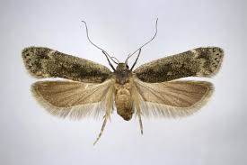 Attēlu rezultāti vaicājumam “Anacampsis blatariella”