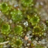 Attēlu rezultāti vaicājumam “Bryum moravicum”