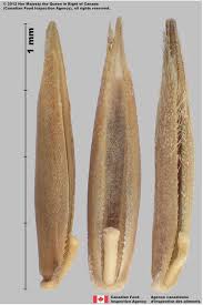 Attēlu rezultāti vaicājumam “Festuca rubra subsp. rubra fruit”