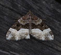 Attēlu rezultāti vaicājumam “Euphyia unangulata”