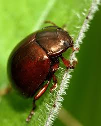 Attēlu rezultāti vaicājumam “Chrysolina staphylaea”