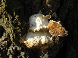 Attēlu rezultāti vaicājumam “Trametes suaveolens”