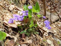 Attēlu rezultāti vaicājumam “Viola sororia”