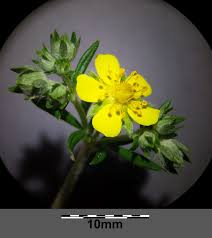 Attēlu rezultāti vaicājumam “Potentilla argentea leaf”