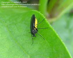 Attēlu rezultāti vaicājumam “Sciara analis”