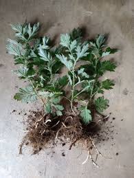 Image result for Artemisia vulgaris
