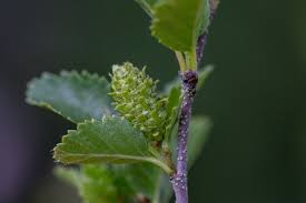 Attēlu rezultāti vaicājumam “Betula humilis”