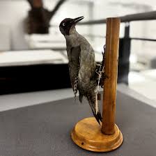 Attēlu rezultāti vaicājumam “Picus viridis nest”