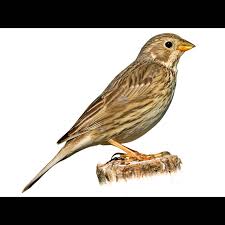 Image result for Emberiza calandra
