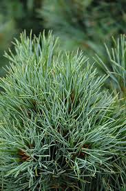 Image result for Pinus cembra