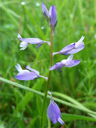 Attēlu rezultāti vaicājumam “Polygala vulgaris flower”