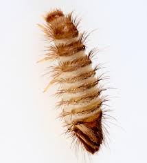 Attēlu rezultāti vaicājumam “Anthrenus sp. larva”