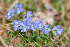 Attēlu rezultāti vaicājumam “Viola canina flower”