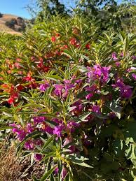 Image result for Impatiens balsamina