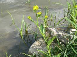Attēlu rezultāti vaicājumam “Rorippa amphibia”