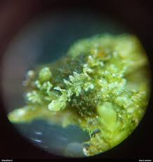 Attēlu rezultāti vaicājumam “Lophocolea minor macro”