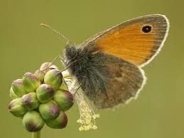 Attēlu rezultāti vaicājumam “Coenonympha pamphilus”