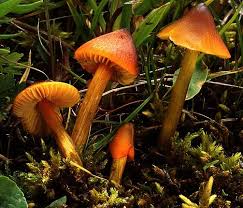 Attēlu rezultāti vaicājumam “Hygrocybe pseudoconica”
