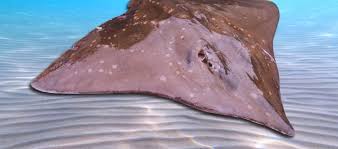 Image result for Dipturus batis