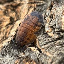 Attēlu rezultāti vaicājumam “Porcellio scaber”