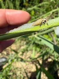 Attēlu rezultāti vaicājumam “Lepyronia coleoptrata”