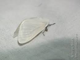 Attēlu rezultāti vaicājumam “Semioscopis avellanella imago”