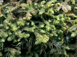 Attēlu rezultāti vaicājumam “Homalia trichomanoides sporophyte”