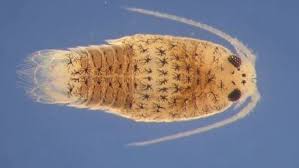 Attēlu rezultāti vaicājumam “Licea pygmaea sessile”