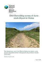 Attēlu rezultāti vaicājumam “Bryum amblyodon”