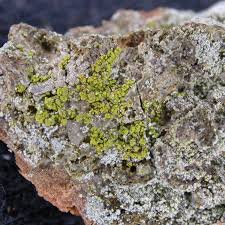 Attēlu rezultāti vaicājumam “Chaenotheca phaeocephala”