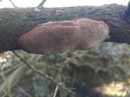Attēlu rezultāti vaicājumam “Phellinus ferruginosus”