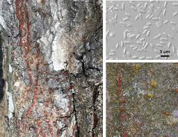 Attēlu rezultāti vaicājumam “Anthostoma decipiens”