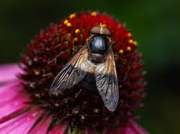 Attēlu rezultāti vaicājumam “Volucella pellucens”