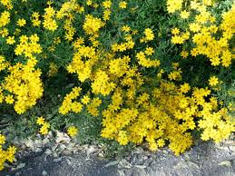 Attēlu rezultāti vaicājumam “Tagetes”