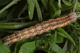 Attēlu rezultāti vaicājumam “Lygephila viciae”