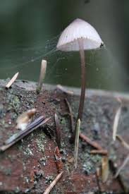 Attēlu rezultāti vaicājumam “Mycena belliarum”