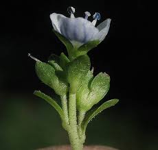 Attēlu rezultāti vaicājumam “Veronica serpyllifolia bud”
