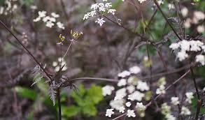 Attēlu rezultāti vaicājumam “Anthriscus sylvestris bud”