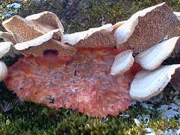 Attēlu rezultāti vaicājumam “Phlebia radiata”