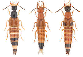 Attēlu rezultāti vaicājumam “Staphylinidae”