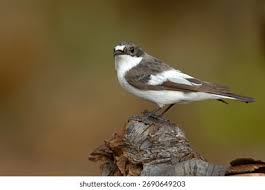 Attēlu rezultāti vaicājumam “Ficedula hypoleuca”