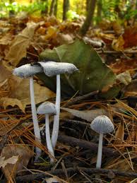 Attēlu rezultāti vaicājumam “Coprinus sp.”