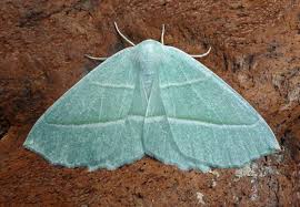 Attēlu rezultāti vaicājumam “Eilema depressa imago”