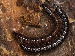 Attēlu rezultāti vaicājumam “Strongylosoma pallipes”