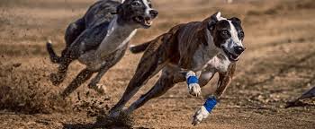 Image result for Reading Greyhound Track