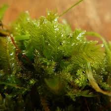 Attēlu rezultāti vaicājumam “Fissidens adianthoides sporophyte”