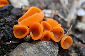 Attēlu rezultāti vaicājumam “Aleuria aurantia”