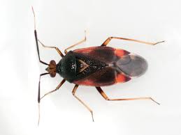 Attēlu rezultāti vaicājumam “Deraeocoris ruber”