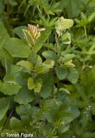 Attēlu rezultāti vaicājumam “Betula humilis leaf”