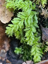 Attēlu rezultāti vaicājumam “Plagiomnium undulatum”